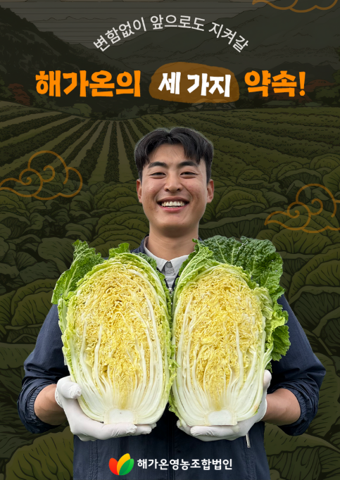 김장철 해남 절임배추 주문 20kg 39,900원?  가격과 구매 전 체크사항 제품 이미지