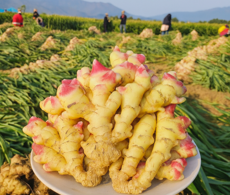 국내산 햇생강 추천, 3kg 가격부터 보관법까지 한눈에